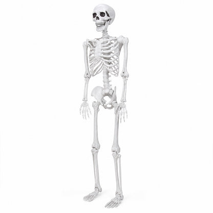 Yezi Halloween Skeleton Life Size 185cm Posable Joints Haunted House Patio White