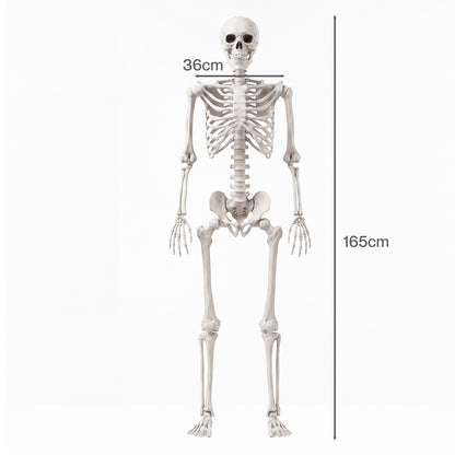 Yezi Halloween Skeleton Life Size Posable Jointed Decoration Haunted House White