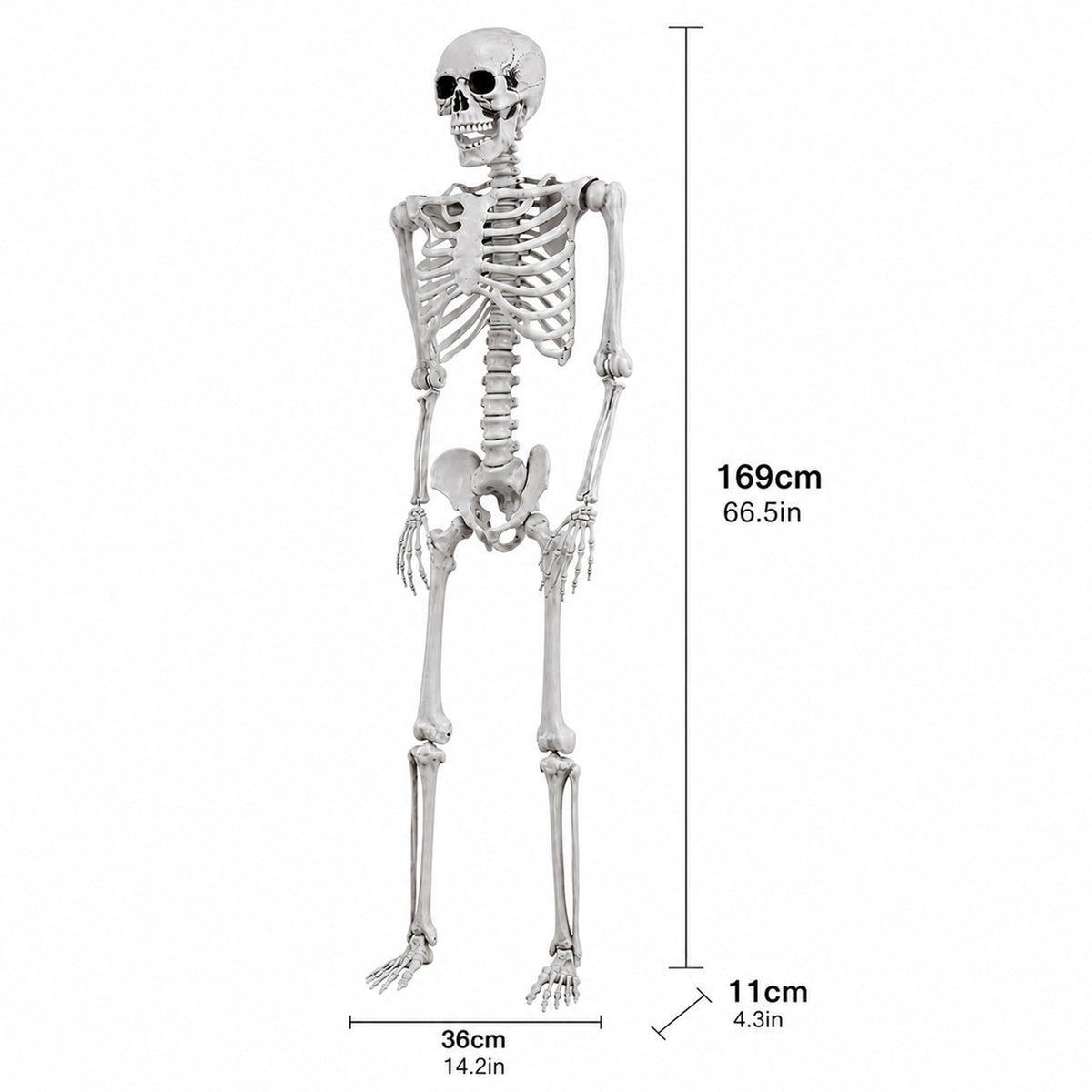 Yezi Halloween Skeleton Life Size 169cm Posable Jointed ABS Spooky Patio White
